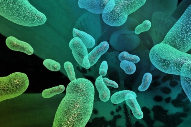 Bakterier.jpg